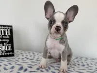 Ace, a male French Bulldog for sale in Atlanta, GA – Photo 6 of 9