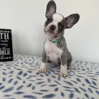 Ace, a male French Bulldog for sale in Atlanta, GA – Photo 7 of 9