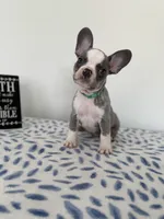 Ace, a male French Bulldog for sale in Atlanta, GA – Photo 7 of 9