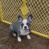 Ace, a male French Bulldog for sale in Atlanta, GA – Photo 2 of 9