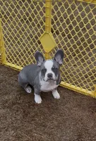 Ace, a male French Bulldog for sale in Atlanta, GA – Photo 2 of 9
