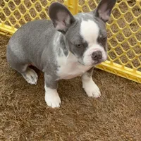 Ace, a male French Bulldog for sale in Atlanta, GA – Photo 5 of 9