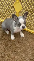 Ace, a male French Bulldog for sale in Atlanta, GA – Photo 5 of 9