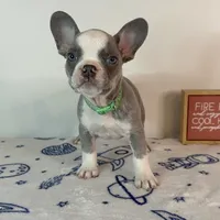 Ace, a male French Bulldog for sale in Atlanta, GA – Photo 8 of 9