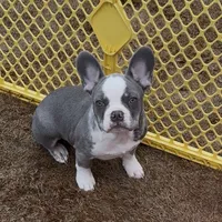 Ace, a male French Bulldog for sale in Atlanta, GA – Photo 1 of 9