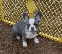 Ace, a male French Bulldog for sale in Atlanta, GA – Photo 1 of 9