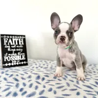 Ace, a male French Bulldog for sale in Atlanta, GA – Photo 4 of 9