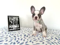 Ace, a male French Bulldog for sale in Atlanta, GA – Photo 4 of 9