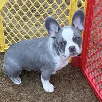 Ace, a male French Bulldog for sale in Atlanta, GA – Photo 3 of 9