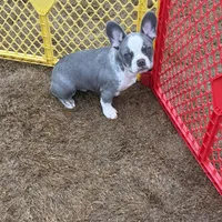 Ace, a male French Bulldog for sale in Atlanta, GA – Photo 9 of 9