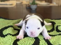 Sinatra, a male French Bulldog for sale in Atlanta, GA – 4 of 7