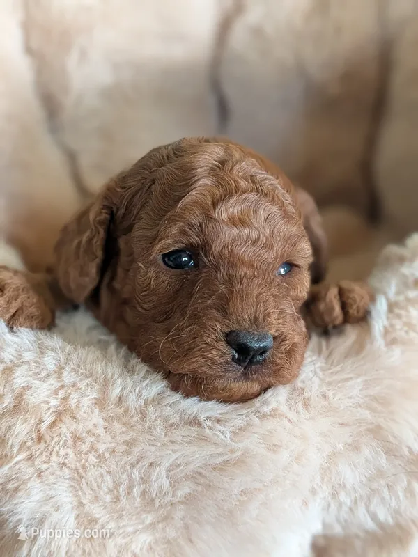 True Red AKC  – Poodle - Miniature  puppy for sale in Hesperia, CA