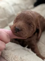 True Red AKC , a female Poodle - Miniature  for sale in Hesperia, CA – 1 of 4