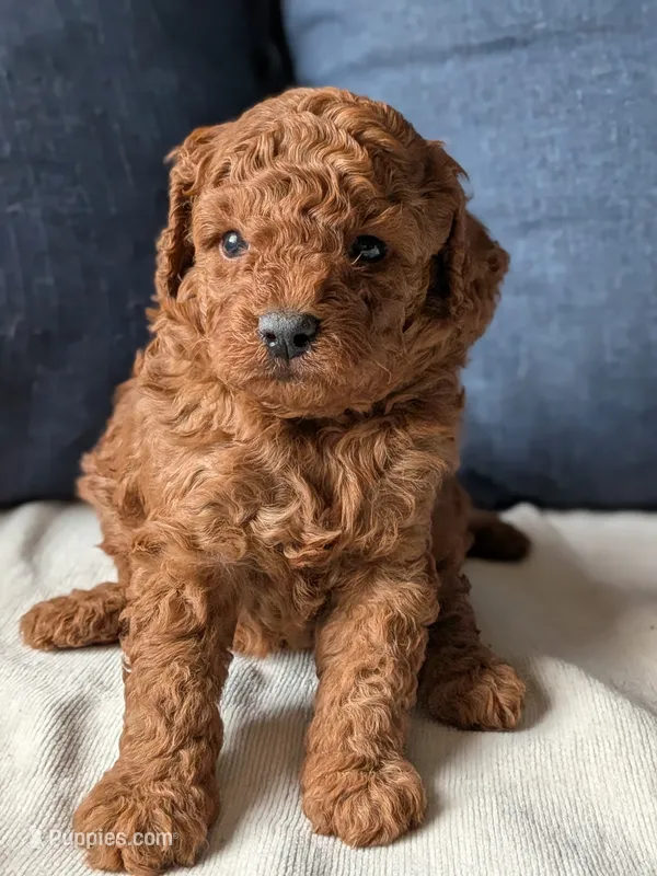True Red AKC  – Poodle - Miniature  puppy for sale in Hesperia, CA