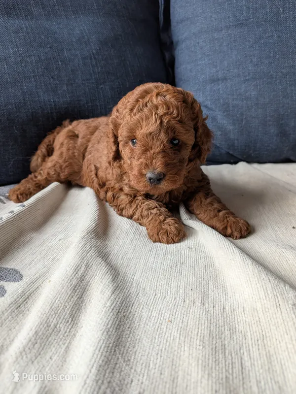 True Red AKC  – Poodle - Miniature  puppy for sale in Hesperia, CA
