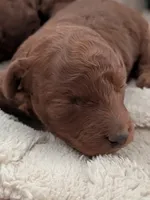 True Red AKC , a female Poodle - Miniature  for sale in Hesperia, CA – 2 of 4