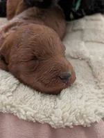 True Red AKC , a female Poodle - Miniature  for sale in Hesperia, CA – 4 of 4