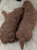 True Red AKC , a female Poodle - Miniature  for sale in Hesperia, CA – 3 of 4