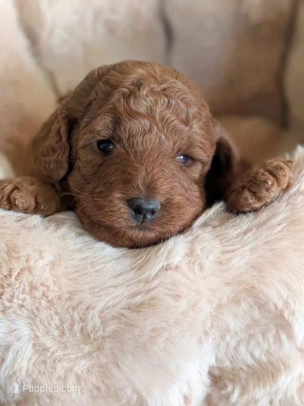 True Red AKC  – Poodle - Miniature  puppy for sale in Hesperia, CA
