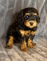 Layla, a female Bernedoodle for sale in Columbus, KS – Photo 6 of 6