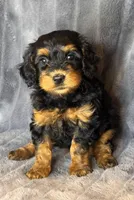 Layla, a female Bernedoodle for sale in Columbus, KS – Photo 1 of 6