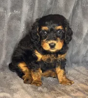 Layla, a female Bernedoodle for sale in Columbus, KS – Photo 3 of 6