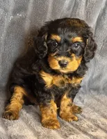 Layla, a female Bernedoodle for sale in Columbus, KS – Photo 4 of 6