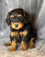 Layla, a female Bernedoodle for sale in Columbus, KS – Photo 5 of 6