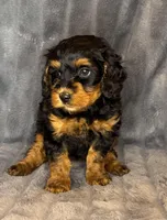 Layla, a female Bernedoodle for sale in Columbus, KS – Photo 2 of 6