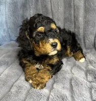Dude, a male Bernedoodle for sale in Columbus, KS – Photo 1 of 4