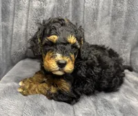 Dude, a male Bernedoodle for sale in Columbus, KS – Photo 3 of 4