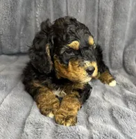 Dude, a male Bernedoodle for sale in Columbus, KS – Photo 4 of 4