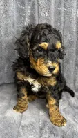 Dude, a male Bernedoodle for sale in Columbus, KS – Photo 2 of 4