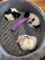 processed/0b79a663-4996-40d9-92b3-1fb24b634ca2/listing/42f369f6-4a36-4650-8318-3e1b539110a4/92794a8e-c156-4787-a966-ac9d67a759e1