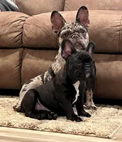 Sassy, a female French Bulldog for sale in Montgomery, AL – 10 of 10