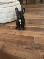 Sassy, a female French Bulldog for sale in Montgomery, AL – 3 of 10