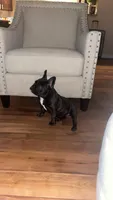 Sassy, a female French Bulldog for sale in Montgomery, AL – 7 of 10