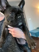 Sassy, a female French Bulldog for sale in Montgomery, AL – 8 of 10