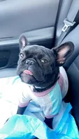 Sassy, a female French Bulldog for sale in Montgomery, AL – 2 of 10