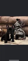 Sassy, a female French Bulldog for sale in Montgomery, AL – 9 of 10