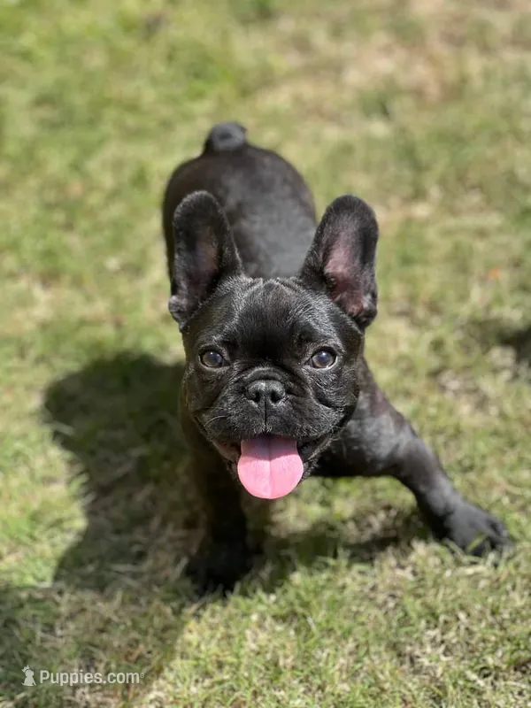 Sassy – French Bulldog puppy for sale in Montgomery, AL