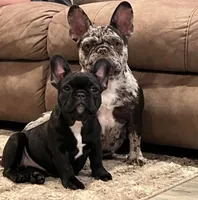 Sassy, a female French Bulldog for sale in Montgomery, AL – 5 of 10