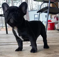 Sassy, a female French Bulldog for sale in Montgomery, AL – 6 of 10
