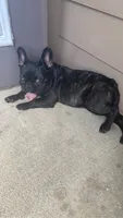 Sassy, a female French Bulldog for sale in Montgomery, AL – 4 of 10