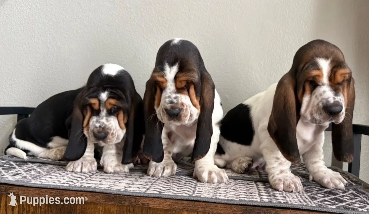 Diamond, a male Basset Hound for sale in Colorado Springs, CO – 4 of 10