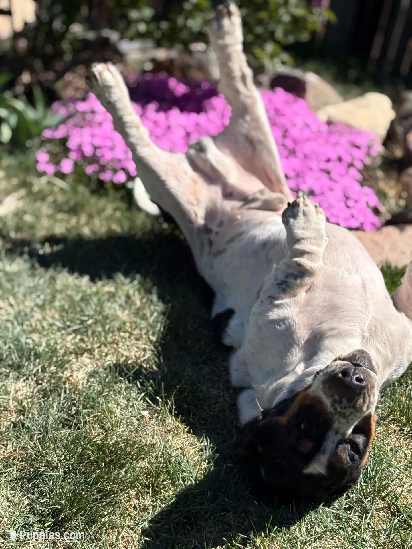 Diamond, a male Basset Hound for sale in Colorado Springs, CO – Photo 5 of 9