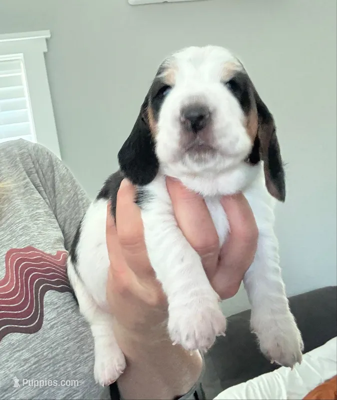 Big Blaze – Basset Hound puppy for sale in Colorado Springs, CO
