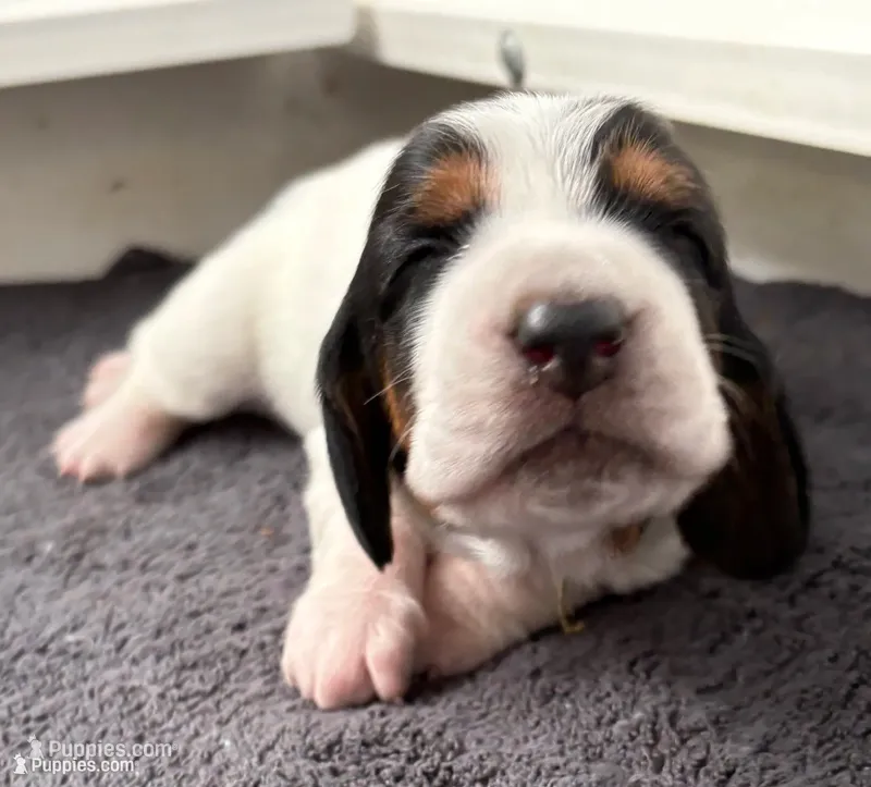 Golden girl – Basset Hound puppy for sale in Colorado Springs, CO