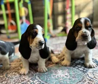 Blue girl, a female Basset Hound for sale in Colorado Springs, CO – 3 of 5