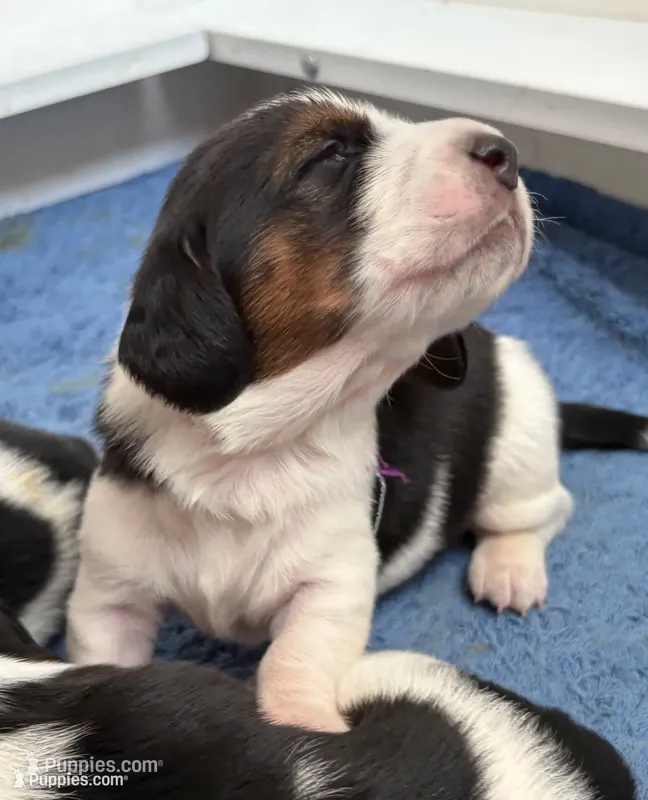 Big purple male – Basset Hound puppy for sale in Colorado Springs, CO